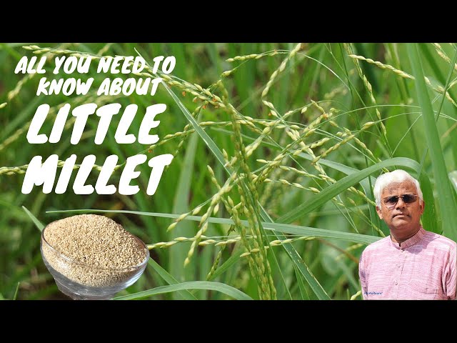 All You Need to Know About LITTLE MILLE | Dr Khadar