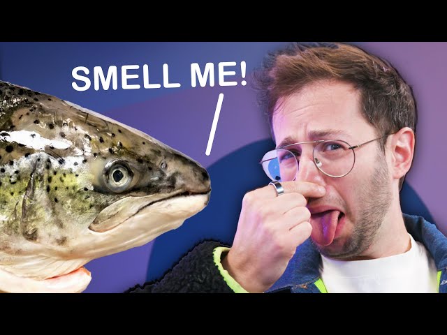 Guess The Fish: Smell Challenge