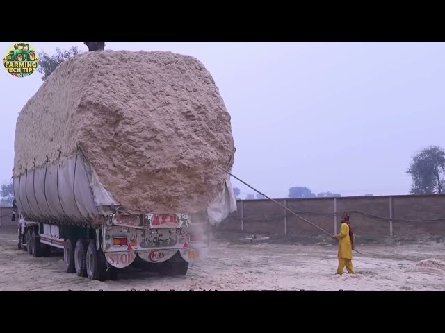 Cutting-Edge Sugarcane Harvesting Technology: From Field to Sugar Factory