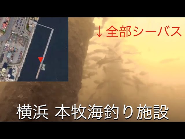 【シーバス大量】横浜 本牧海釣り施設 2022/11/21