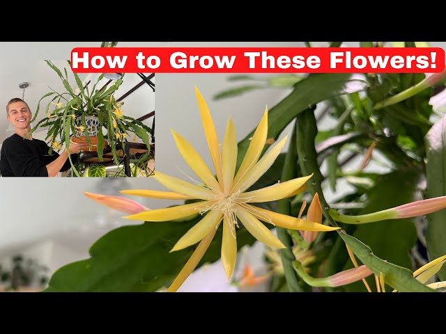 FLOWERING ORCHID CACTUS - Epiphyllum & Disocactus Growing Tips to Get Orchid Cactus to Bloom