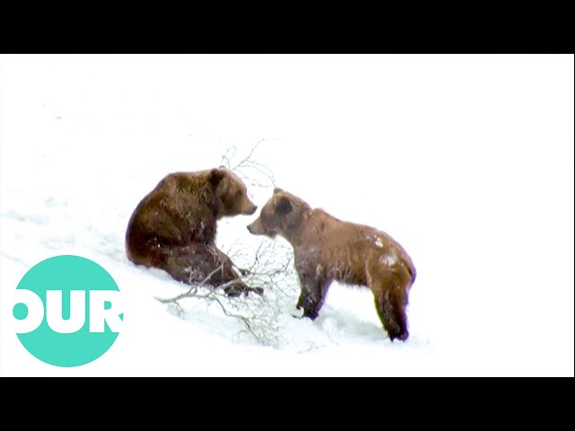 Male Bear Courts A Female In The Russian Mountains (Cute Video) | Our World