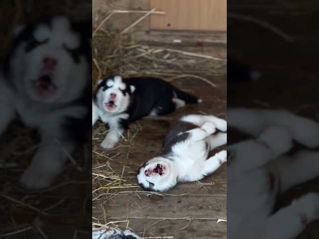 cute puppy crying sound💤🐕 #shorts #cutepuppy #pets #dog #huskylover #doglover #shortvideo #viral