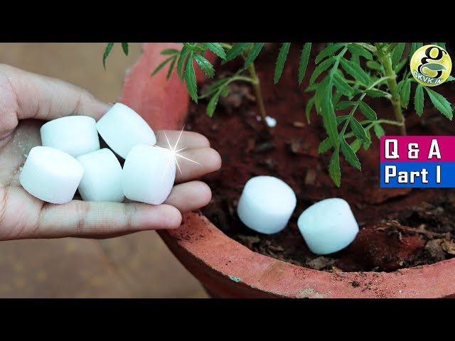 5 SHOCKING GARDENING IDEAS AND SECRET QUESTIONS ANSWERED | Garden Tips