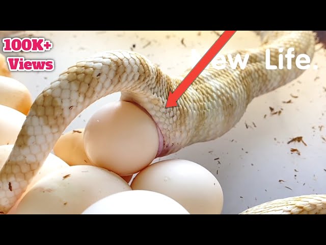 Cron Snake Laying an egg | Monocled Snake Laying eggs live on camera