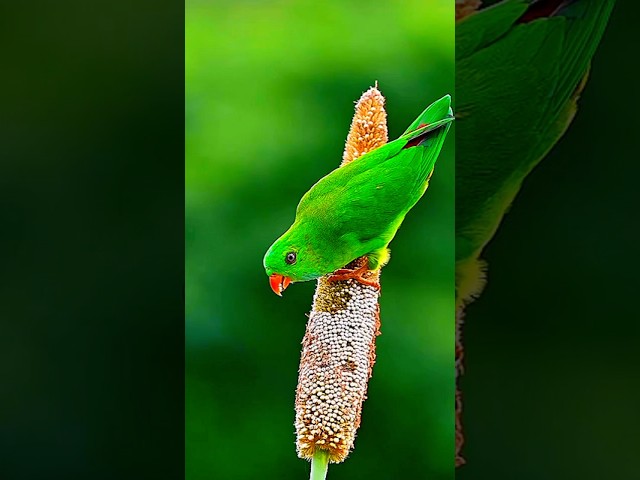 A charming scene of a parrot eating food #xearth4k #xearth8k #shorts