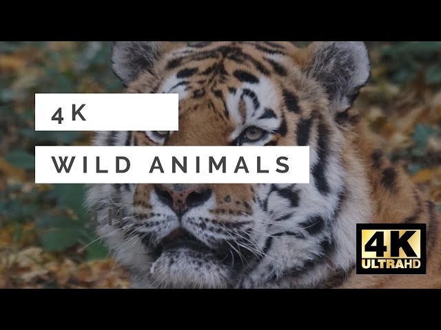 4K ANIMALS VIDEO WITH RELAXING MUSIC