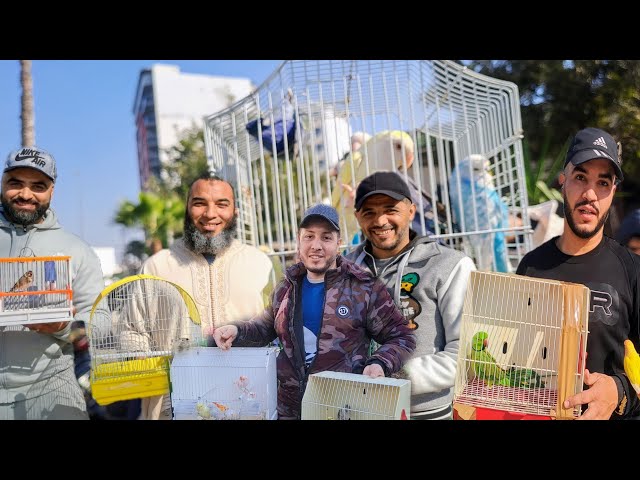 سوق القريعة للطيور السبت 2025/1/18🇲🇦 الحسون سنجاب  الكنار خير موجود