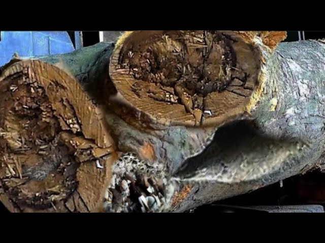 Shocking, Can't Cut || The Most Bizarre Hardwoods In The World || Sawmill