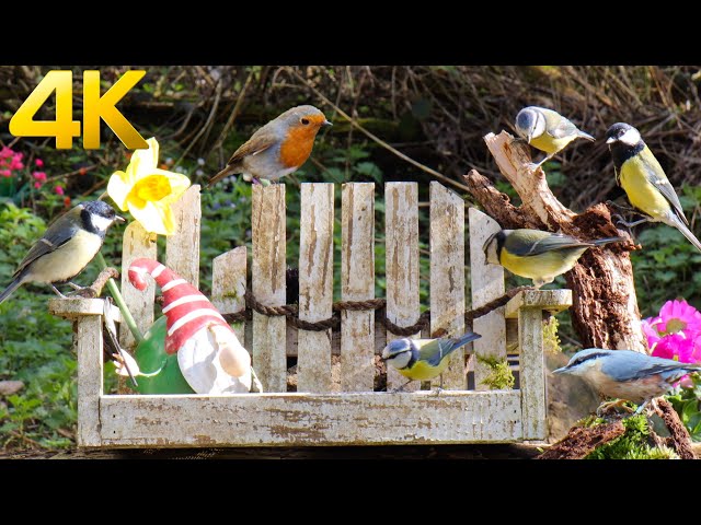 [NO ADS] ❤️ English Garden Birds Enjoying a Spring Day 😺 Cat TV for Cats to Watch 10 Hours (4K)