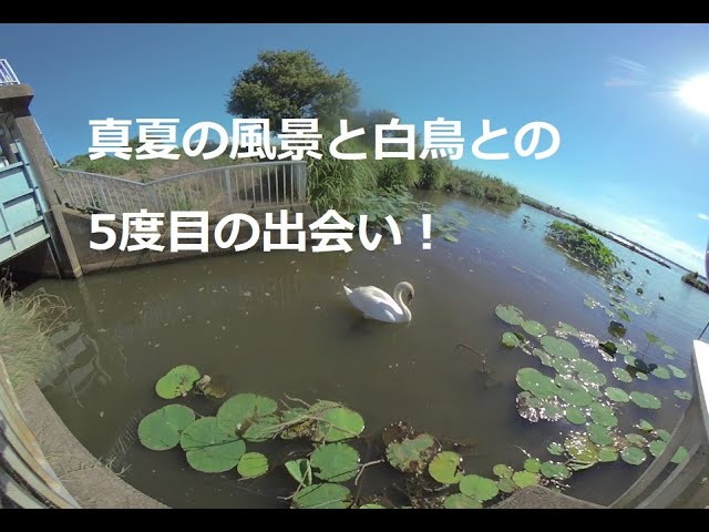 真夏の風景とまだ居た白鳥との5度目の出会い！A midsummer landscape and a midsummer swan for the fifth time!　180度3DVR　oculus