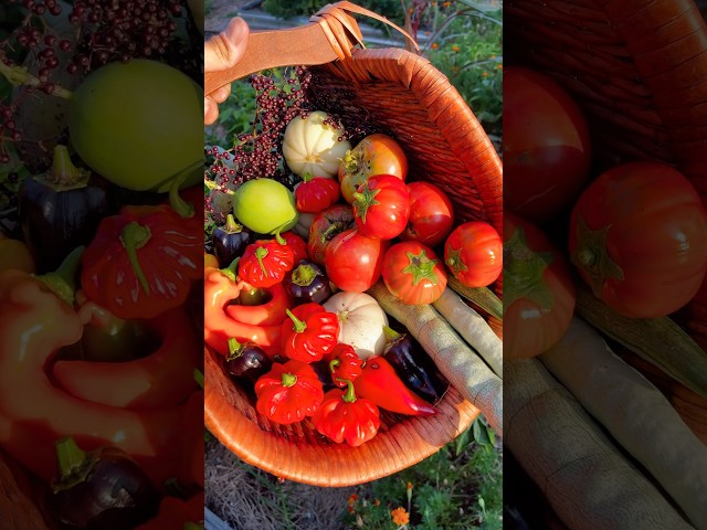 Time for a #garden #harvest! #vegetablegardening #farming