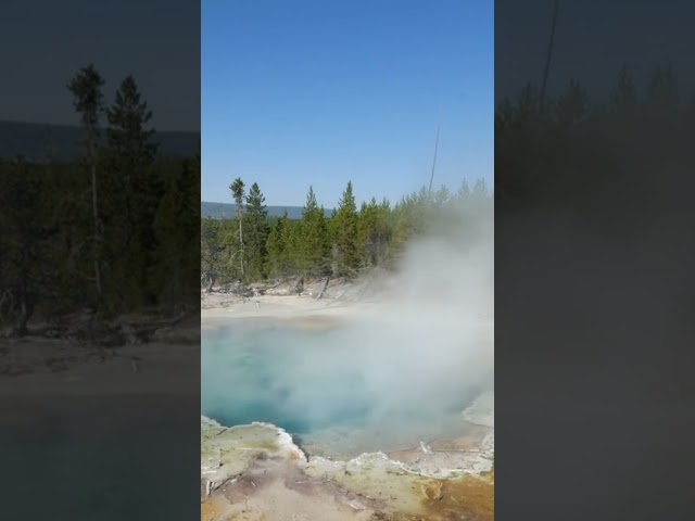 Yellowstone Wonders: A Visual Journey  #Shorts