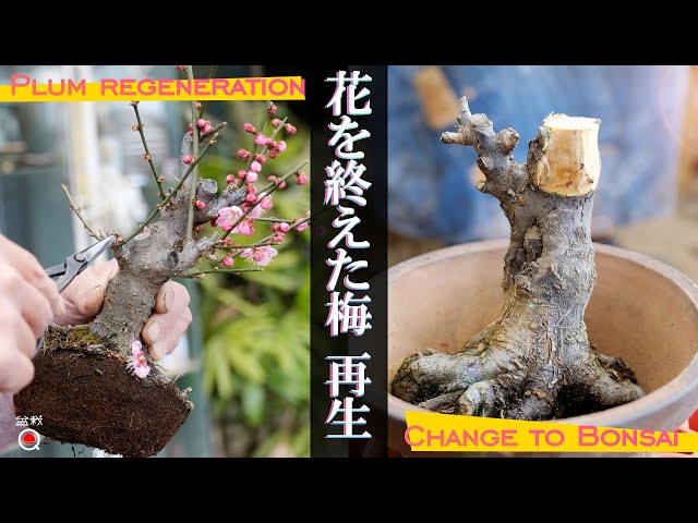 How to remake horticultural plums into bonsai [Bonsai Q]