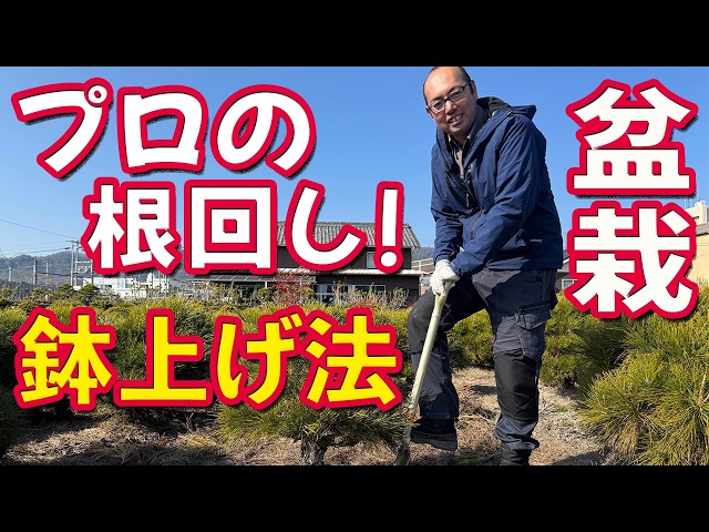 How to Successfully Repot a Black Pine! Expert Tips on Root Preparation【Field-Grown Bonsai】