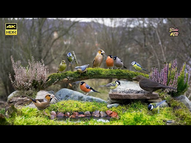 Amazing Birds for watching 🐦 for all pets  4k HDR  CATs tv