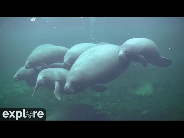 Underwater Manatee-Cam at Blue Spring State Park powered by EXPLORE.org