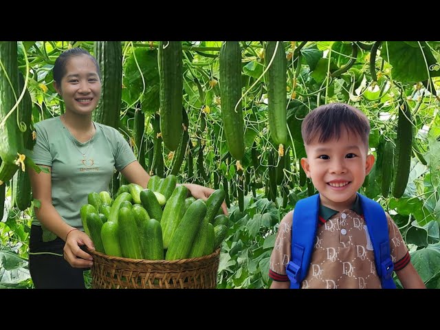 Harvesting Cucumbers to Sell at the Market - Single Mother Life.