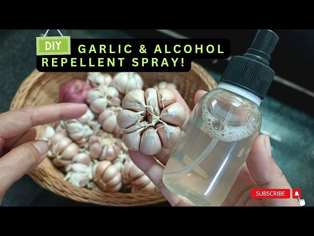 Banishing Cockroaches Naturally: DIY Garlic & Alcohol Repellent Spray!