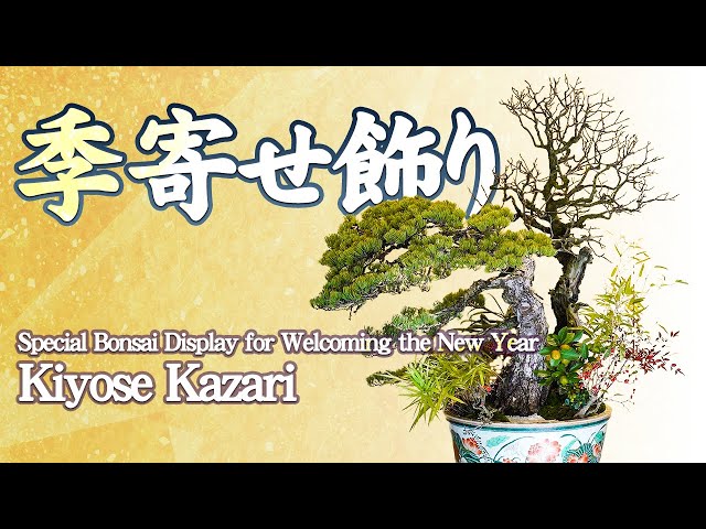 A Special Traditional Bonsai Display to Welcome the New Year: Kiyose Kazari