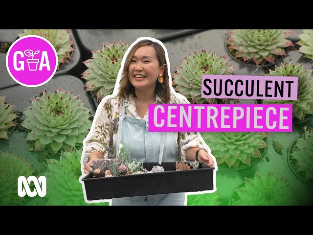 Easy Succulent Home Decoration | Indoor Plants | Gardening Australia