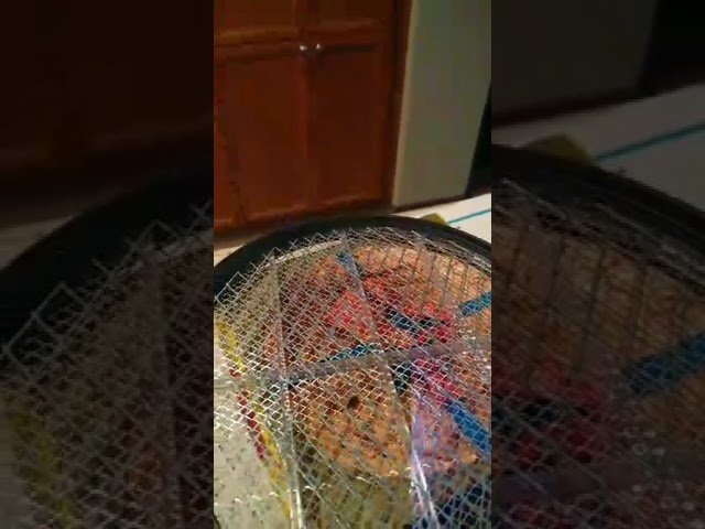 Fly Zapper Racket Action!!! (little sucker never had a chance!)