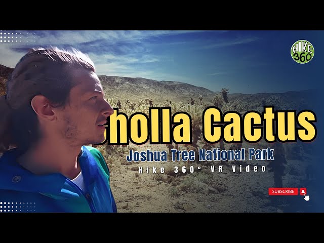 Cholla Cactus at Joshua Tree National Park (Hike 360° VR Video)