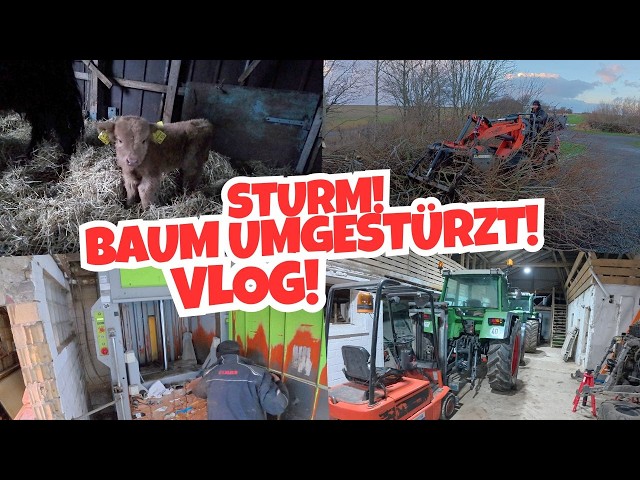 Baum Fällung / Erstes Kalb / Papppresse kaputt - FarmVLOG#1057