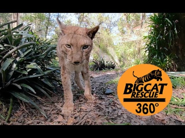 Most Handsome Siberian Lynx in 360