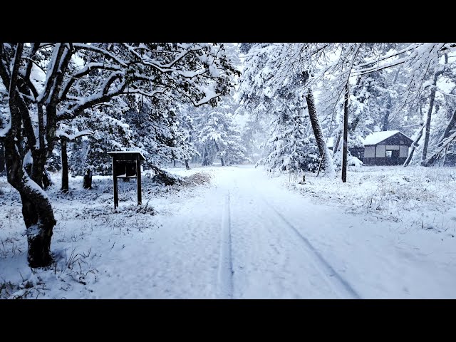 Snowfall on Amanohashidate, Walking Forest Path on Iconic Sandbar in Winter | Miyazu, Japan 4K