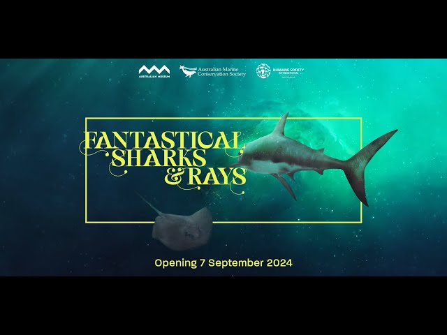 Fantastical Sharks & Rays Exhibition   Coming Soon