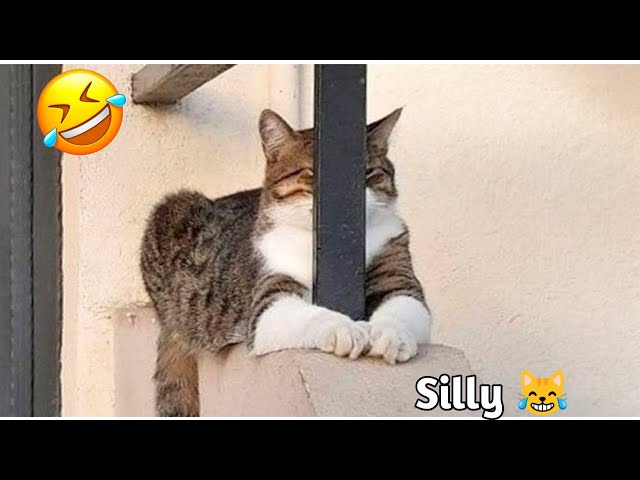 BEST FUNNIEST CATS AND DOGS VIDEOS 2024 😂 | FUNNY ANIMAL VIDEOS (Part-2)