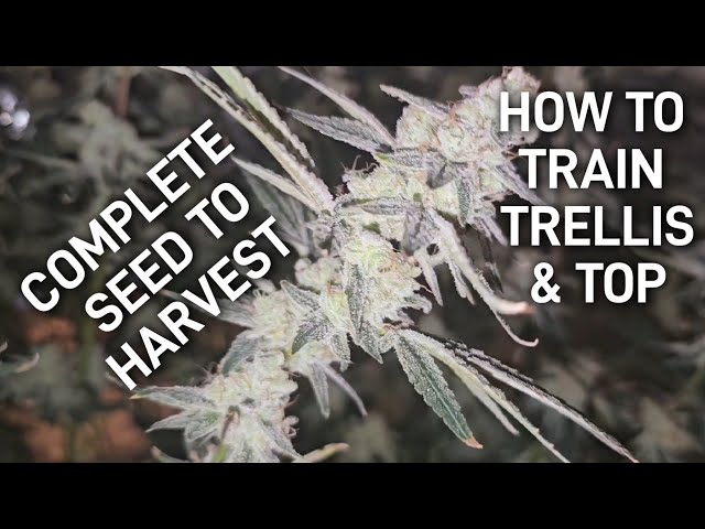 Complete Seed to Harvest, How to Top Train and Trellis Your Plants, A Complete Beginners Guide