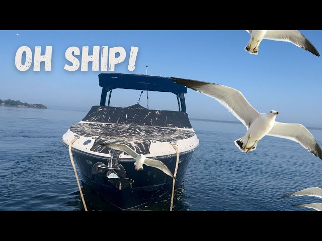 Birds Have Destroyed My Boat | Cleaning Bird Poop off My Boat