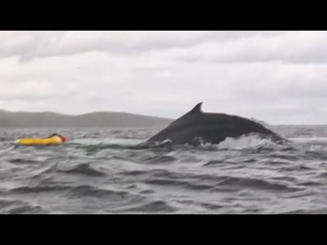 Humpback whale swallows Chilean kayaker in shocking video