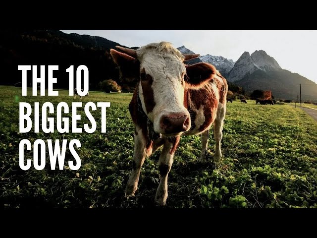 The 10 Biggest Cows in the World