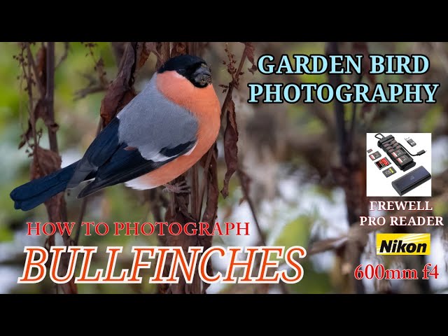 HOW TO PHOTOGRAPH BULLFINCHES - STUNNING GARDEN BIRDS - PRO TIPS