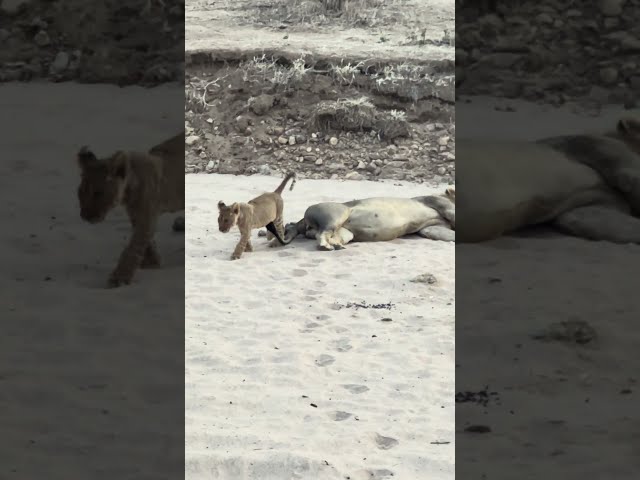 Lion Cub's First Steps on Soft White Sand 🦁🐾 A Curious Adventure!