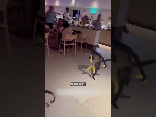 These Monkeys Stole Bananas From This Hotel! 😂