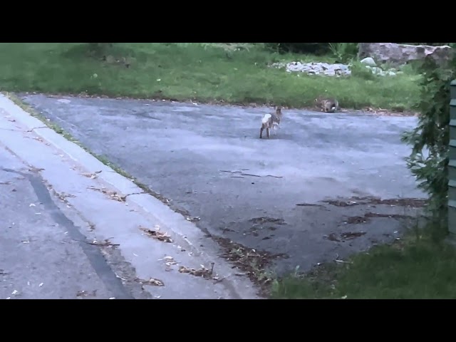 Exciting Rabbit Stand Off/Face Off 🐇 @PeacefulSentient