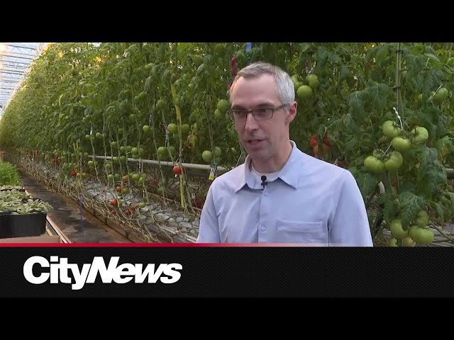 Montrealers avoid U.S. products, some turn to greenhouses for produce