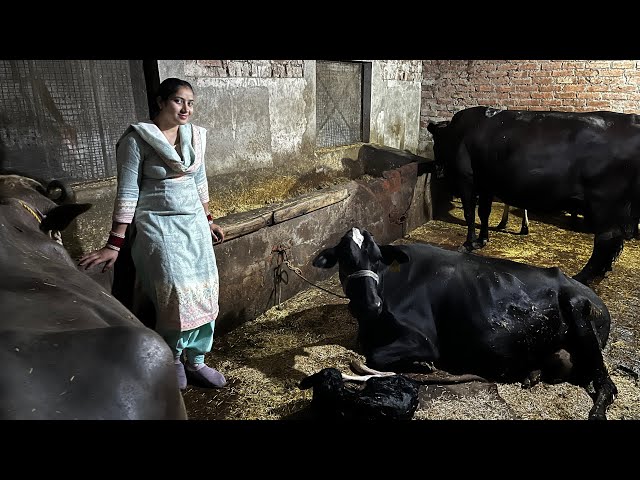 Cow new born baby boy 😍