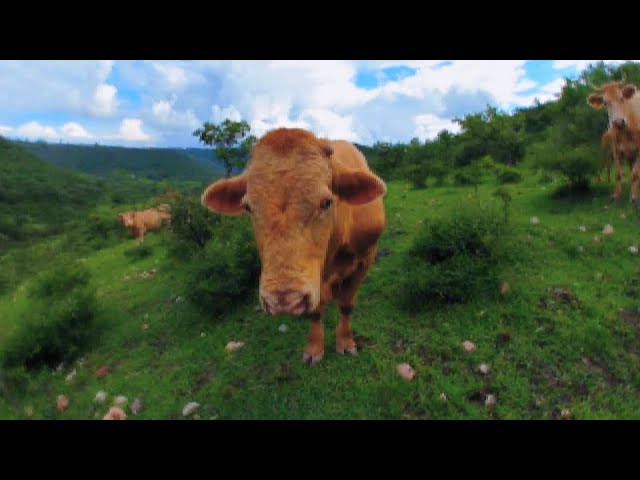 Vacas en realidad virtual | VR Experience #62