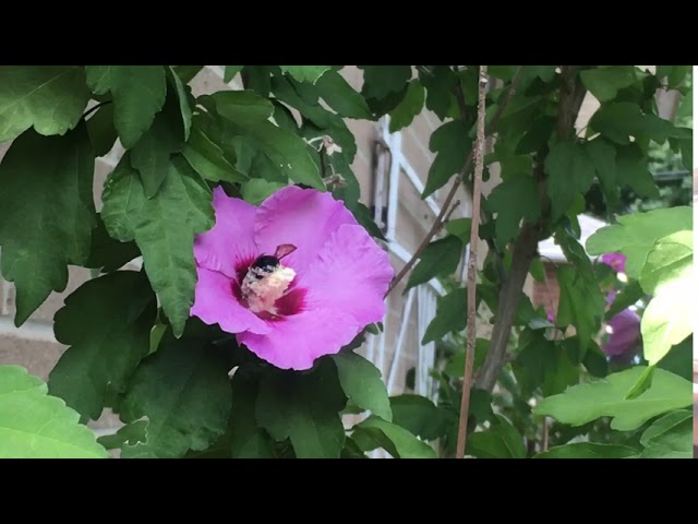 Pollination