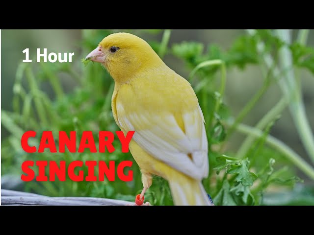 One Hour Relaxing Birdsong the Canary