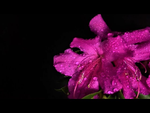 3 Hours Nature Rain Sounds with Background Piano Music: Deep Sleep, Concentration, Stress Relief