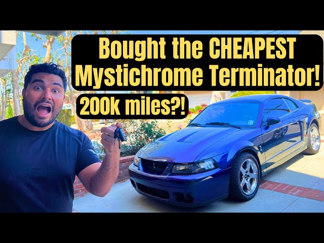 Guess How Much I Paid for This Car! CHEAPEST MYSTICHROME TERMINATOR New Daily Driver