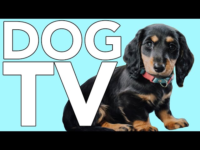 DOG TV: Hours of Exciting Videos for Bored Dogs! Non-Stop Entertainment!