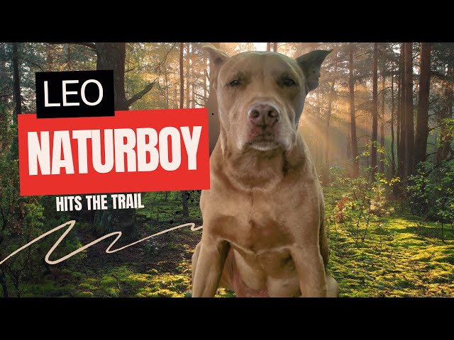 POV Dog Walk | Relaxing Nature Trail Walk with aLeo The Pitbull | Virtual Walking Tour Nature Walk