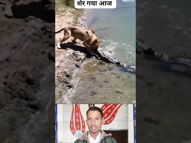 sher jungle ka raja hota hai #short #shabab ali